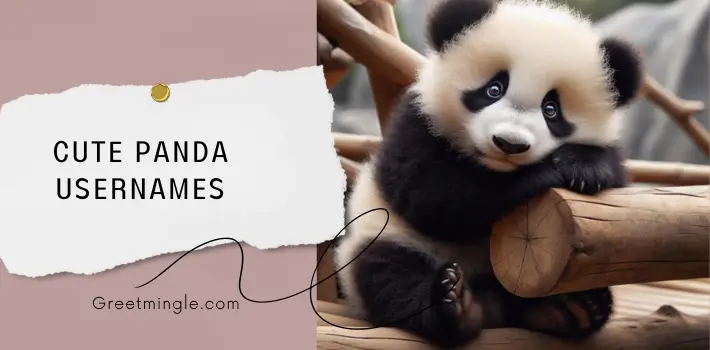 Cute Panda Usernames