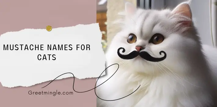 Mustache Names For Cats